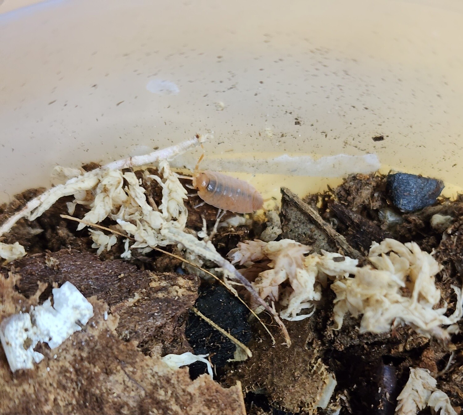 Powder Orange Isopods