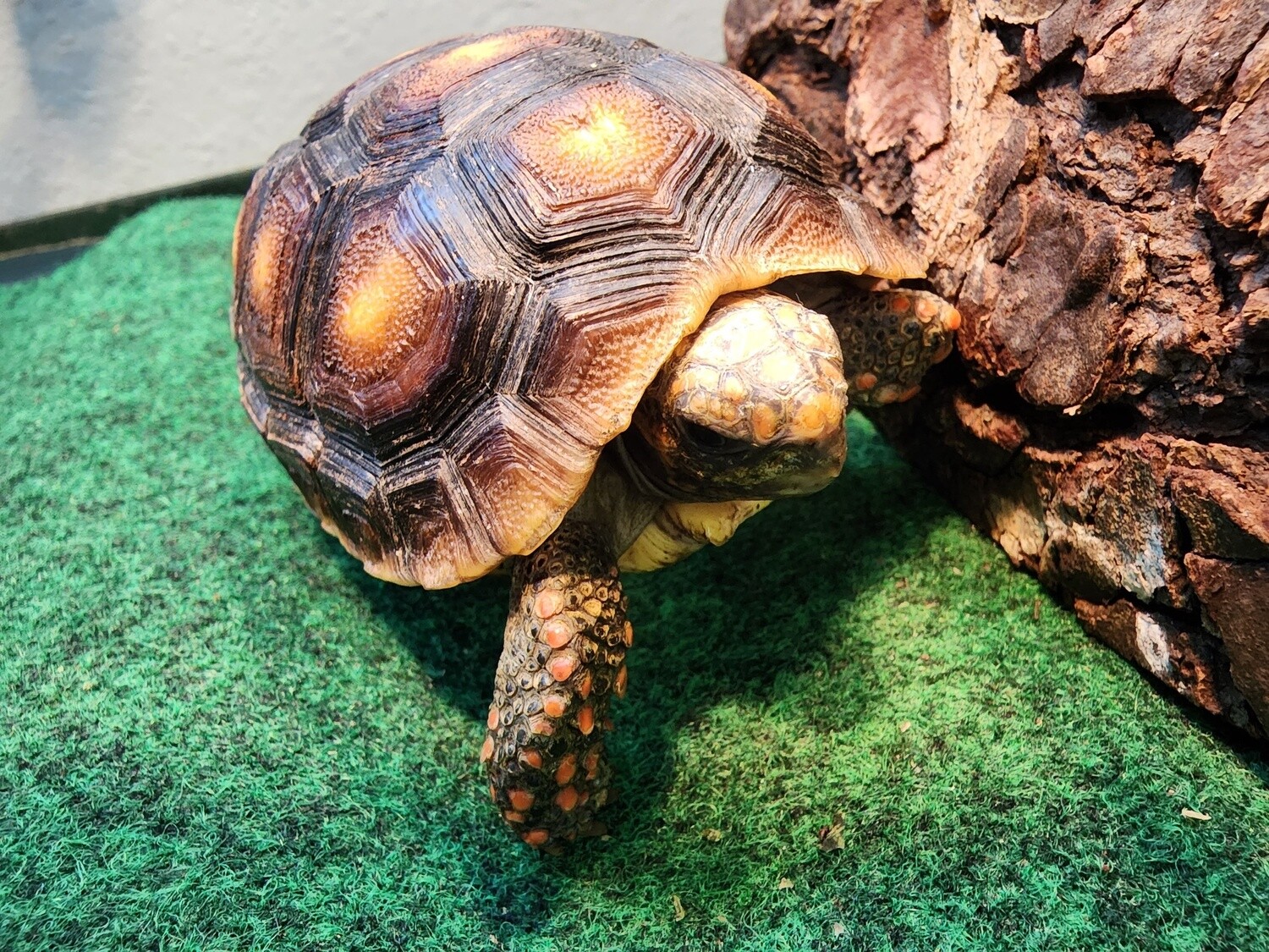 Red Foot Tortoise