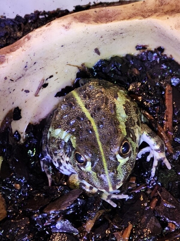 Pixie Frog