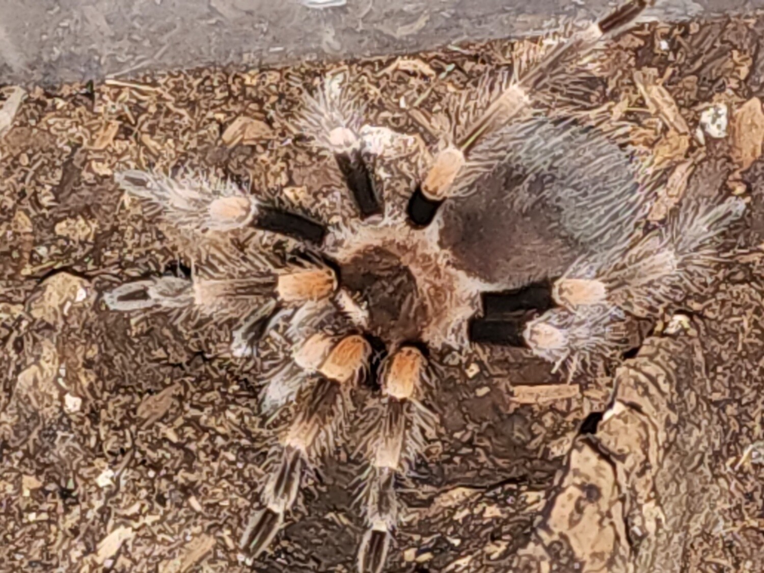 Mexican Red Knee Tarantula