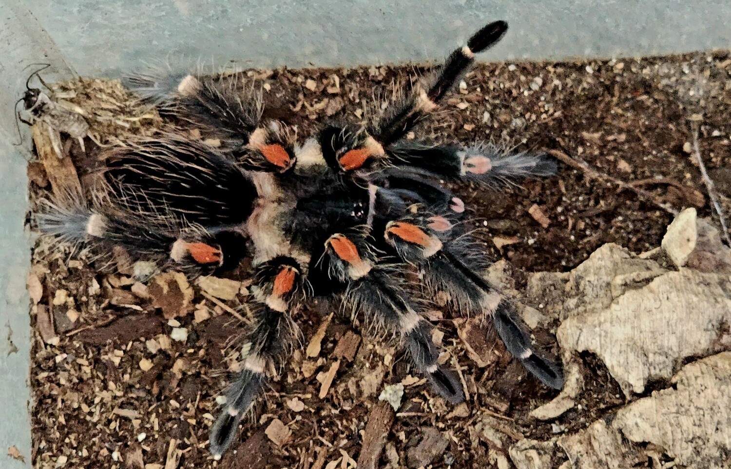 Mexican Flame Knee Tarantula