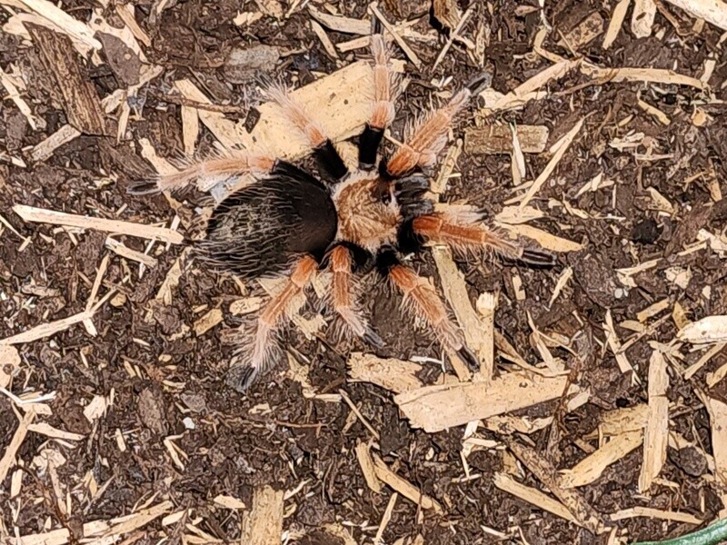 Mexican Fire Leg Tarantula