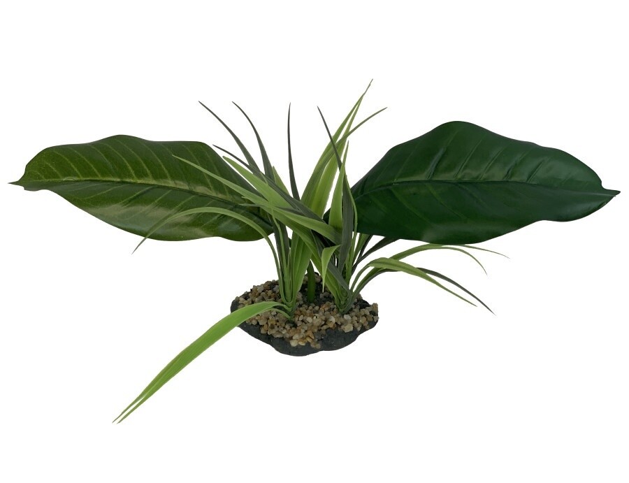 Woodland Canopy Plant