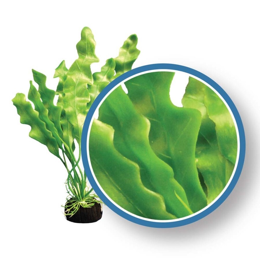 Weco Products Freshwater Pro Series Amazon Ruffled Sword Aquarium Plant, Size: 6&quot;