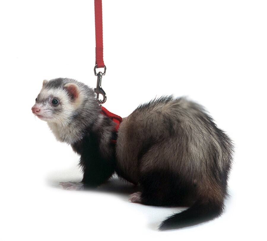 Marshall Pet Products Ferret Harness and Lead Set, Color: Black