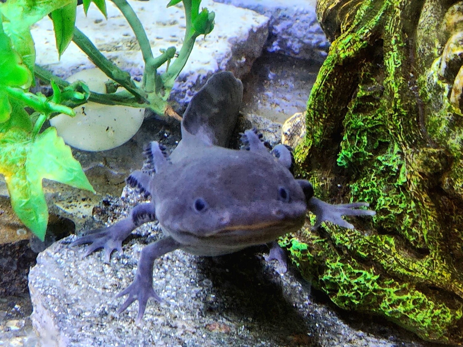 Axolotl, well started