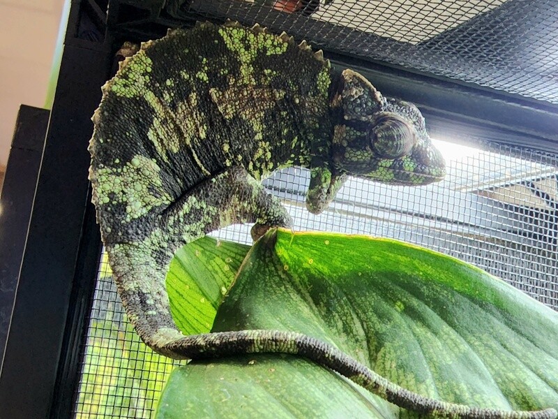 Veiled Chameleon