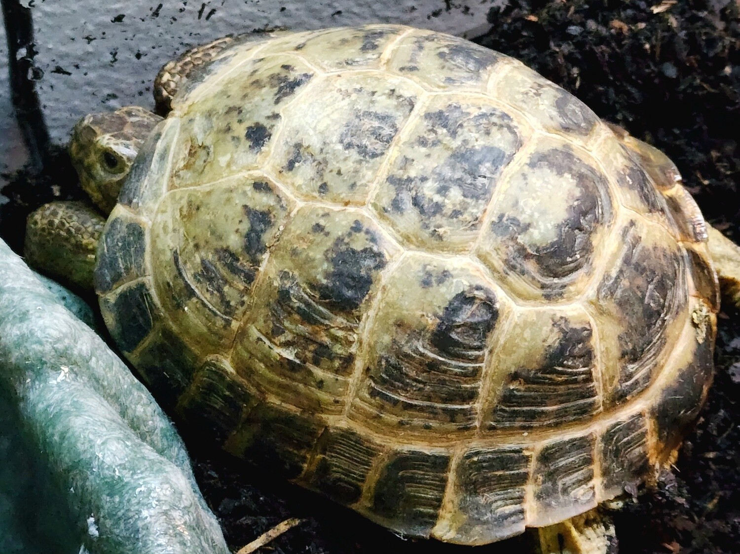 Russian Tortoises