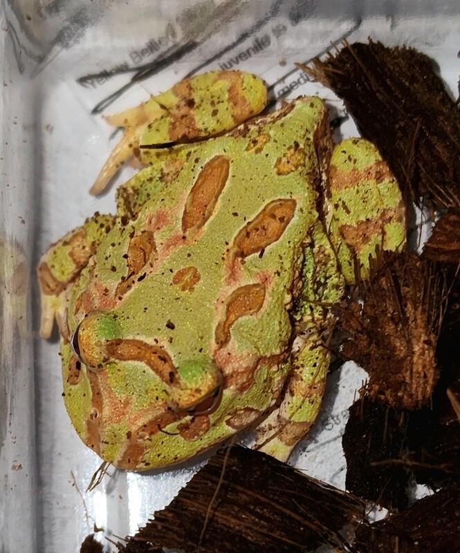 Albino Pacman Frog