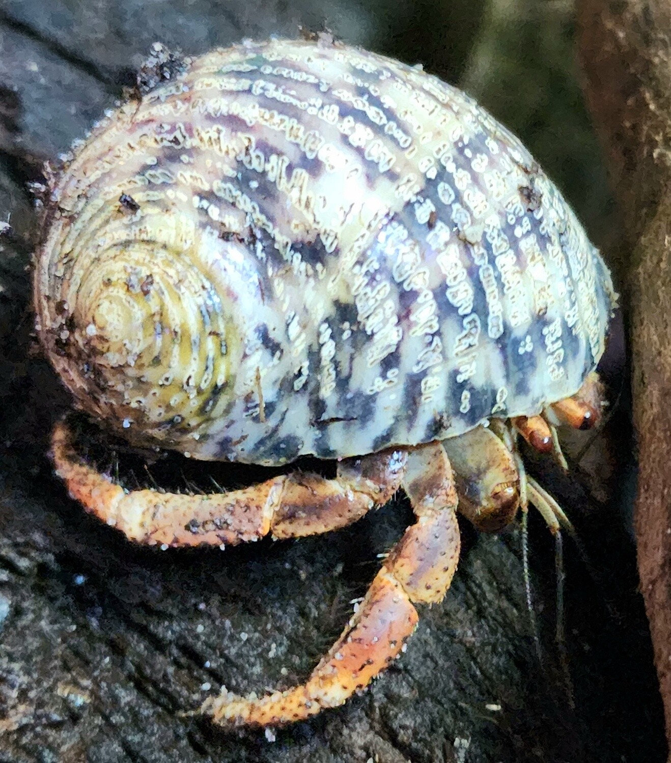 Hermit Crab