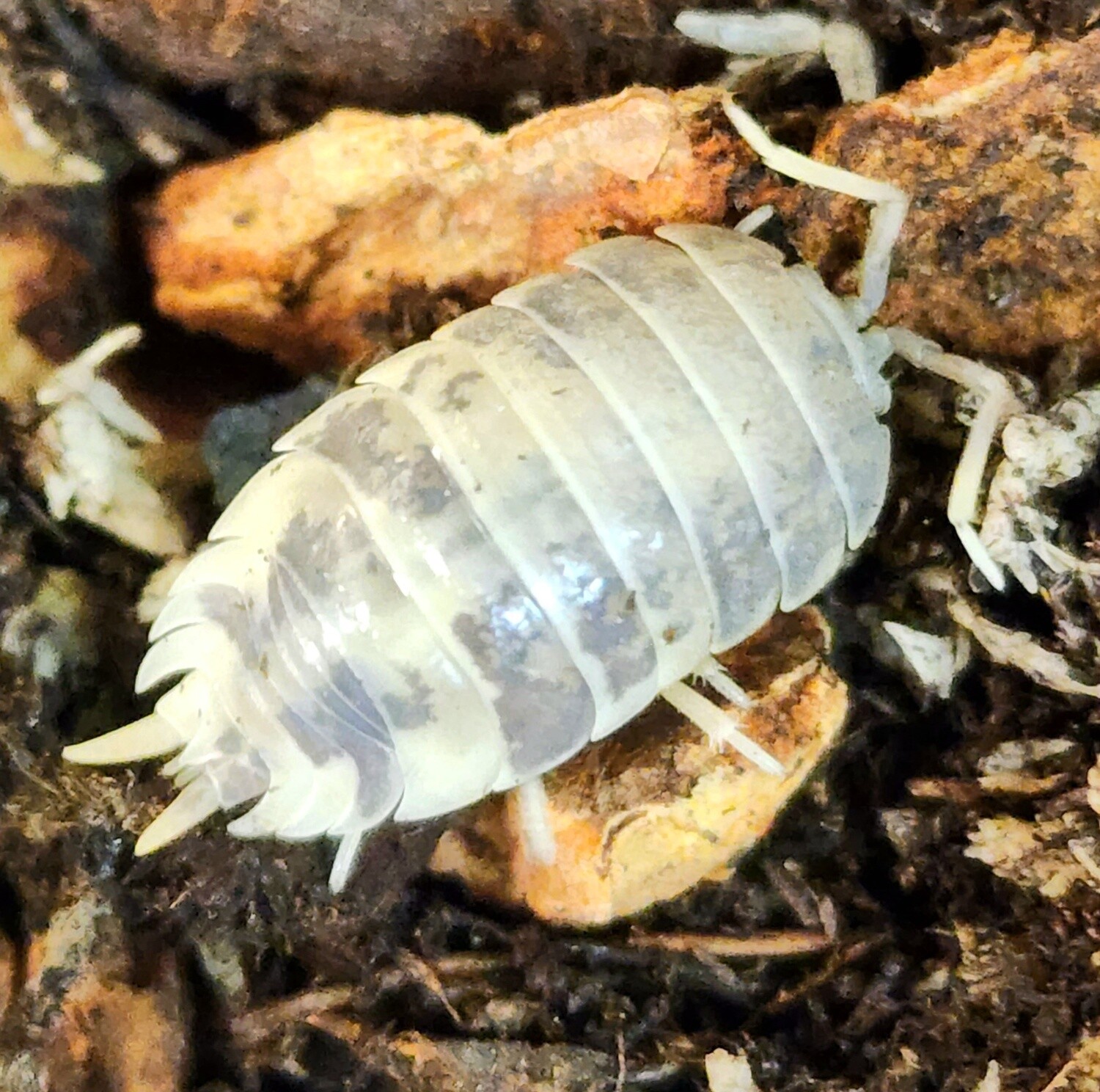 Milk Back Isopods
