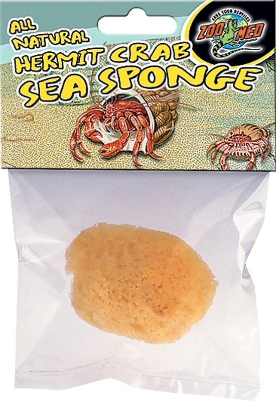 Hermit crab sea sponge