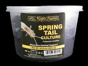 Springtail culture