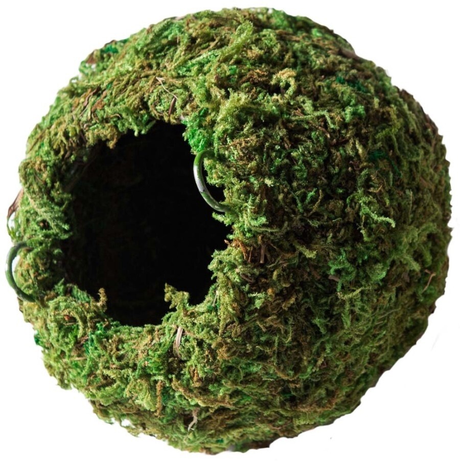 Galapagos Mossy Cave Terrarium Hideaway Fresh Green, 1ea/4 in