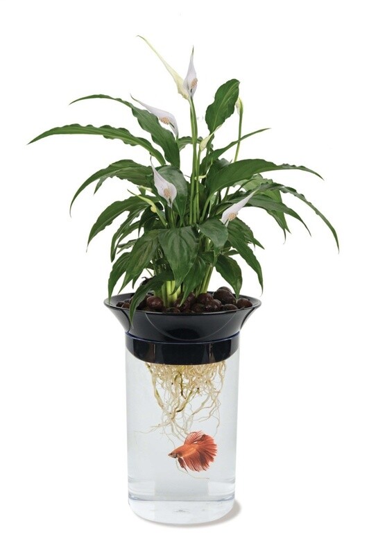 Penn-Plax Nature&#39;s Aqua Ponics Planter Betta Bowl Kit Clear, Black, Green, 1ea/67.6 oz