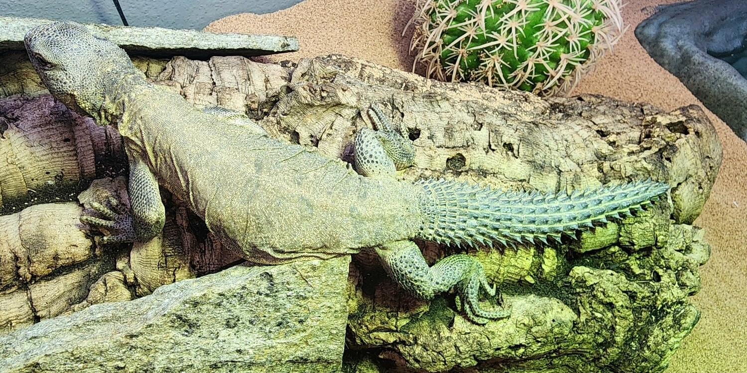 Egyptian Uromastyx, juvenile