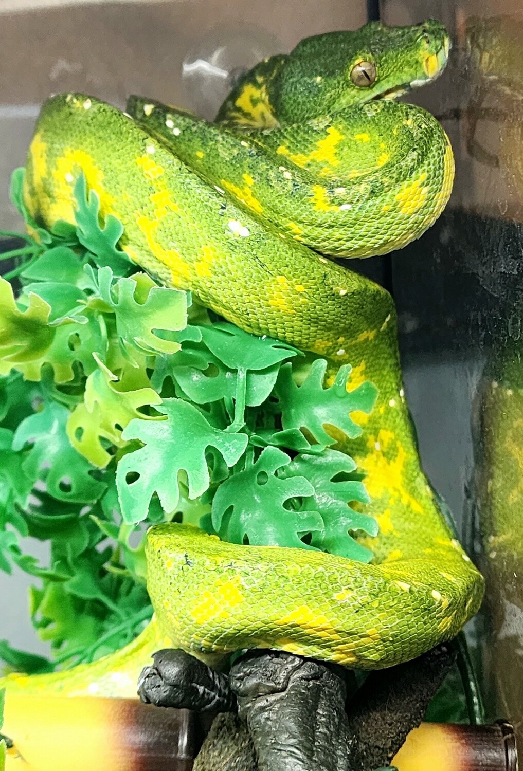Green Tree Biak