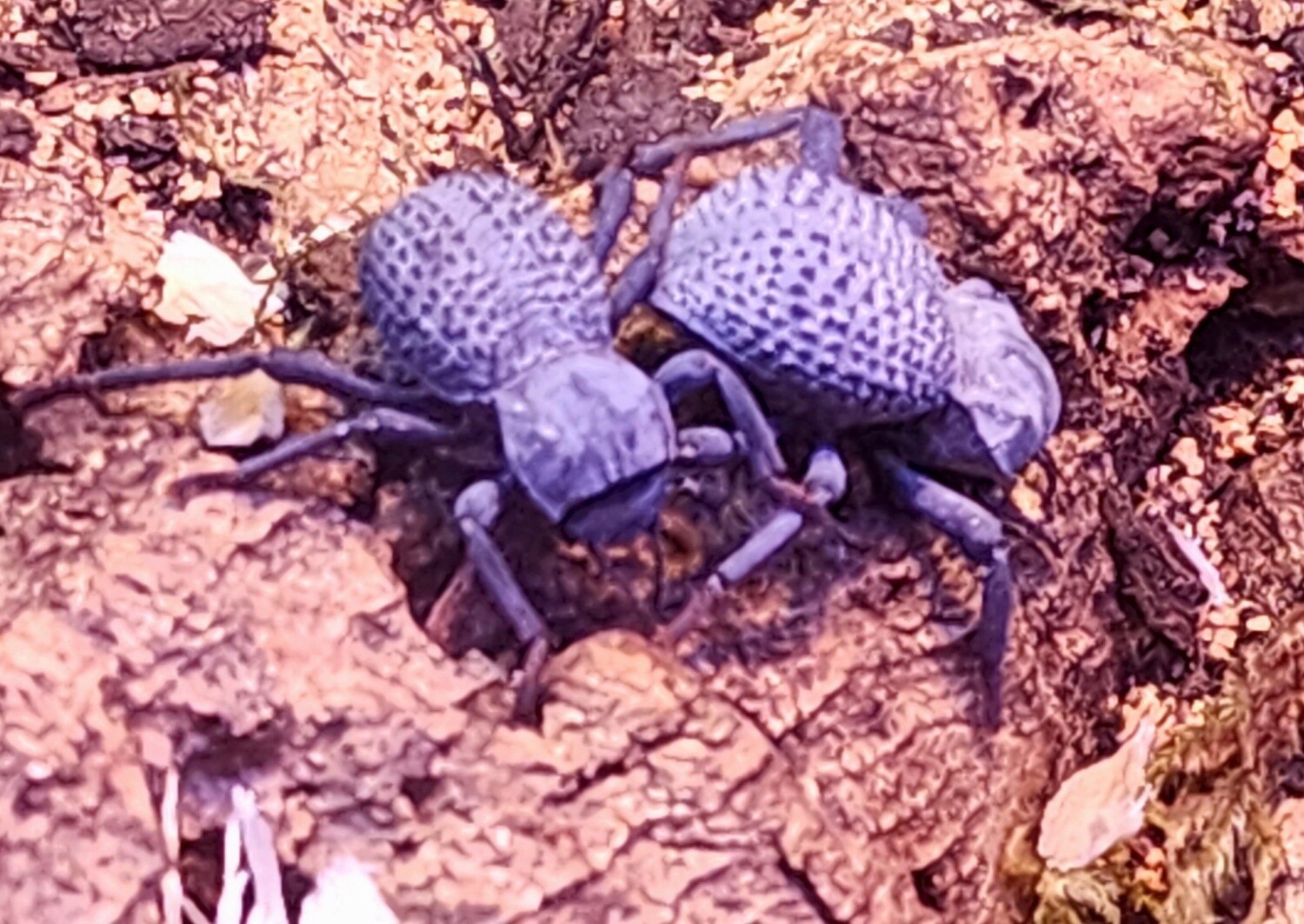 Blue Feigning Death Beetle