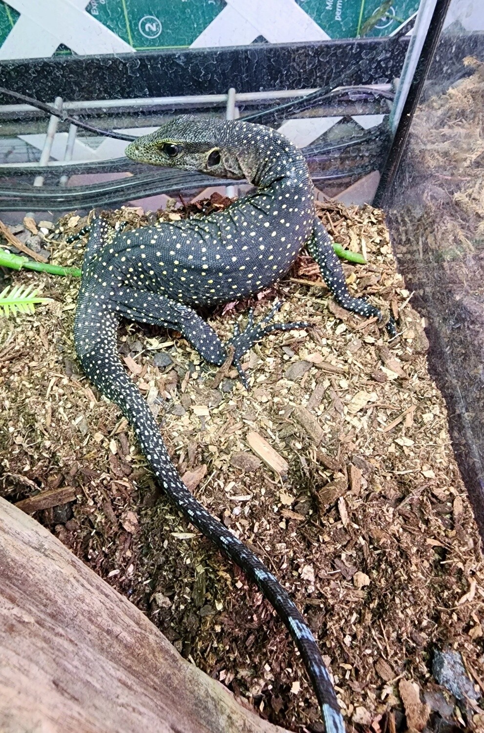 Peachthroat Monitor