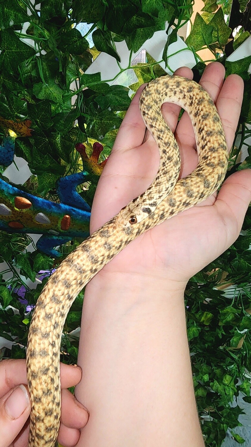 Egyptian False Cobra