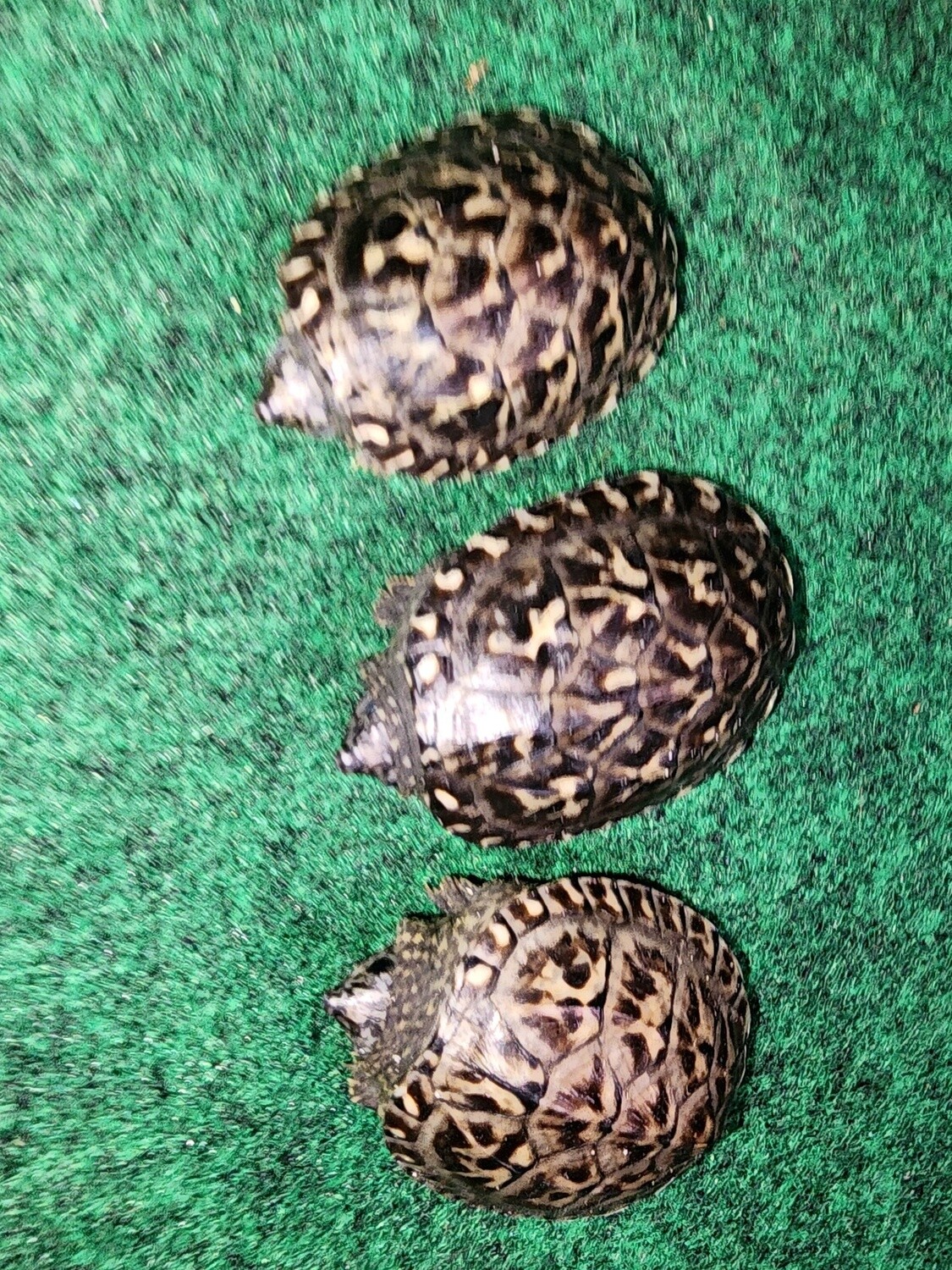 Mexican Musk Turtles