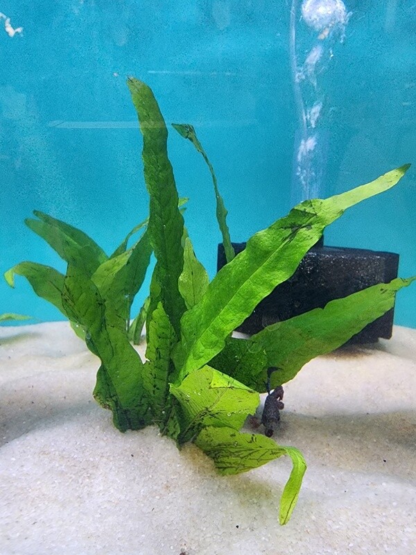 Java Fern Plant
