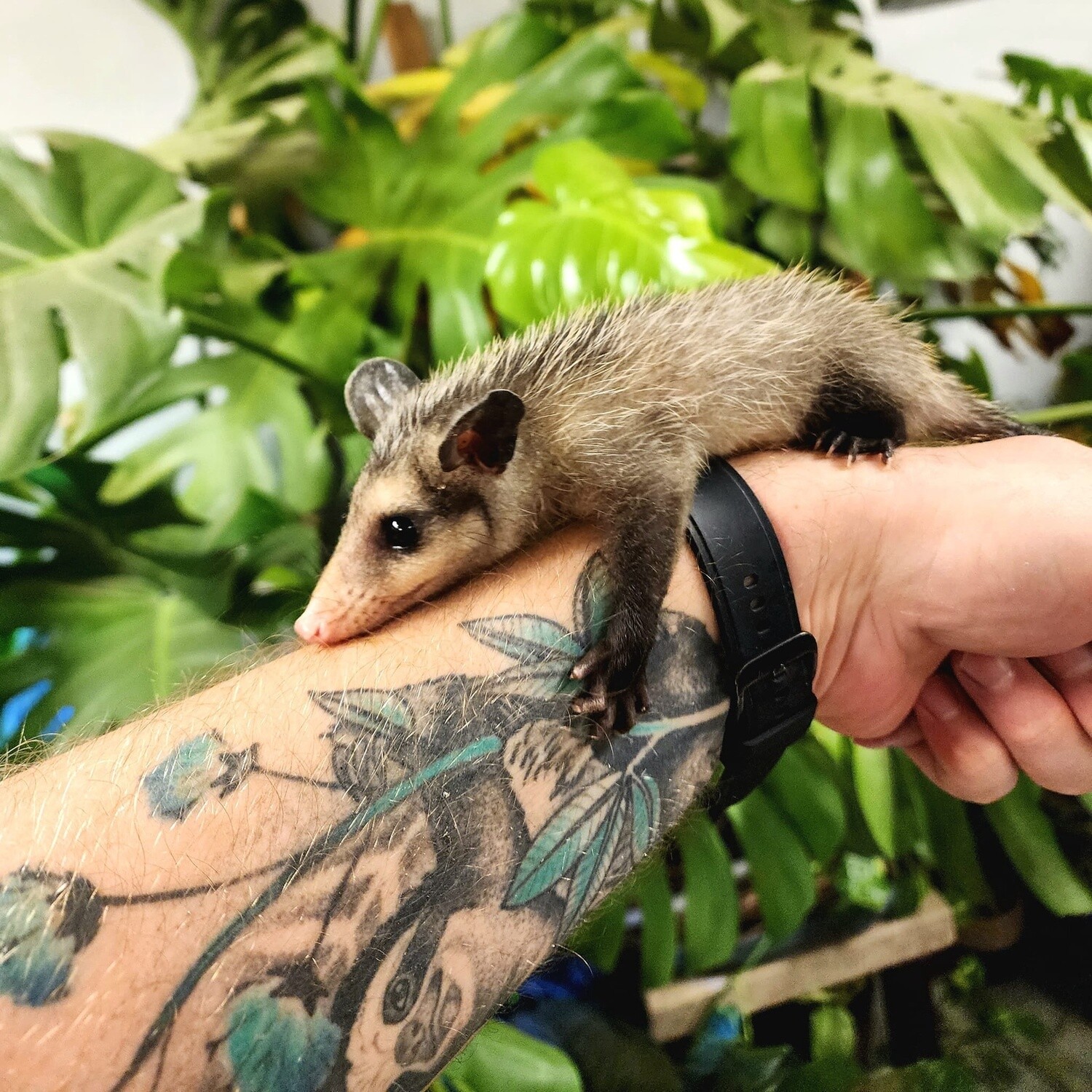 Yawari Possums