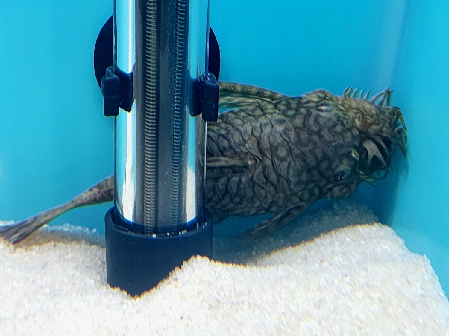 Staghorn Bristlenose LDA72 Med