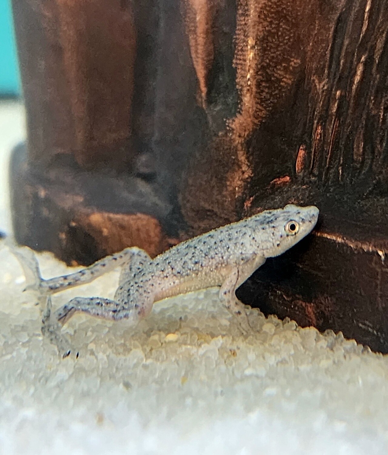 African Dwarf Frog