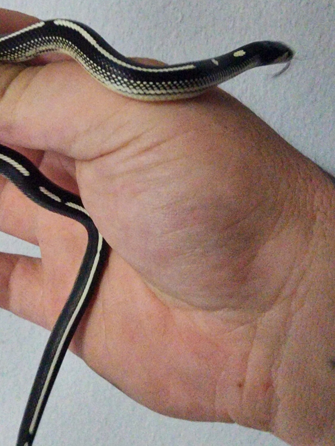 Striped B &amp; W CA King Snake