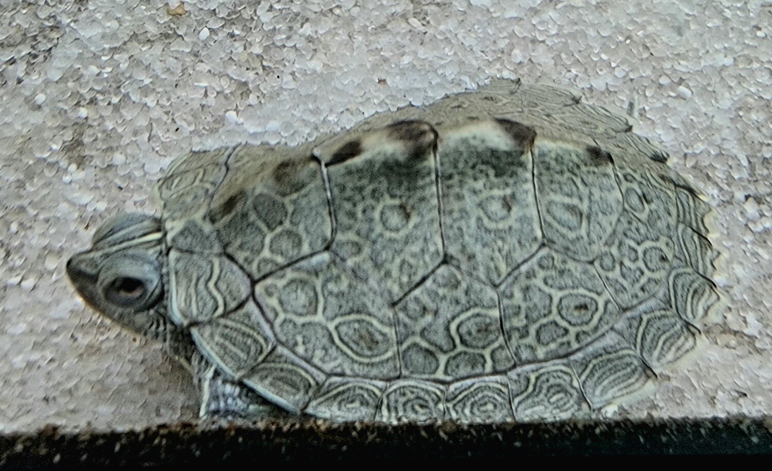 Map Turtles