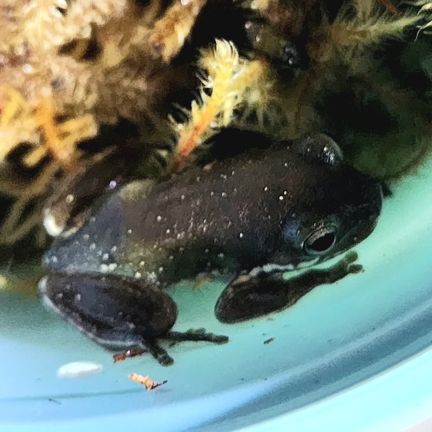 Australian Whites Tree Frogs