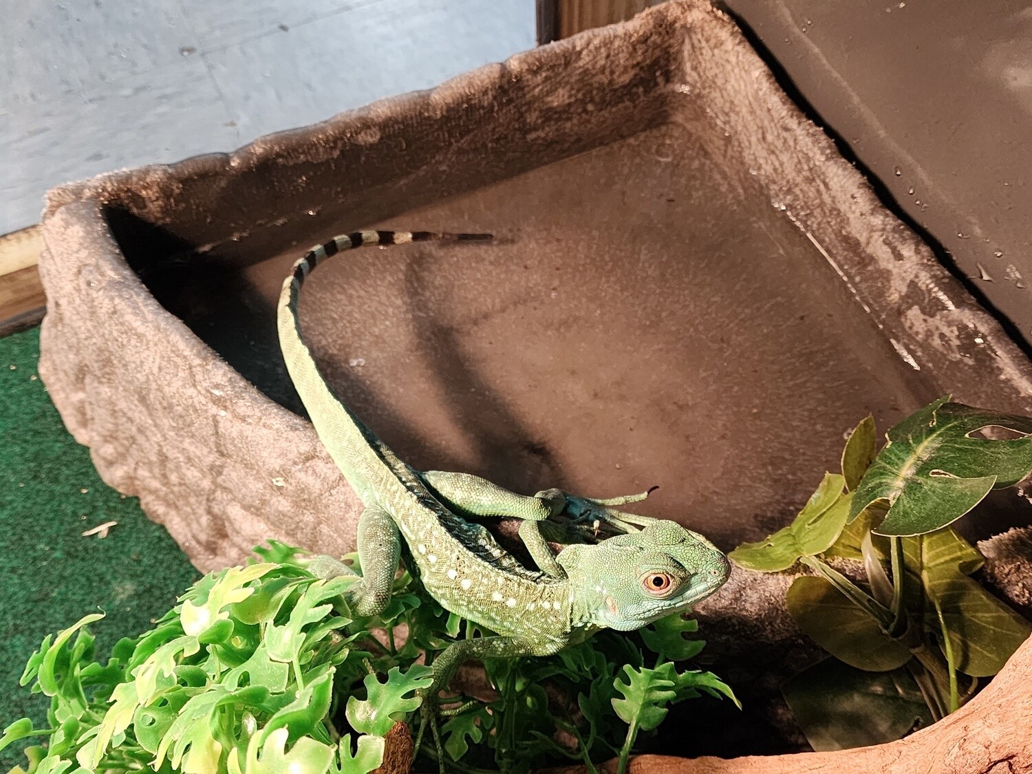 Green Basilisk