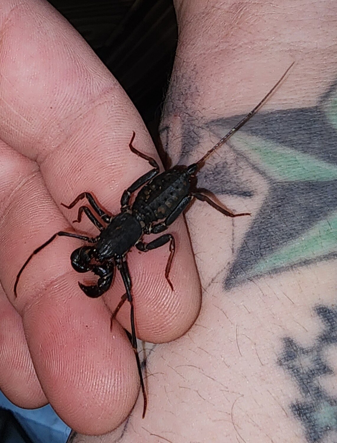 Thai Vinegaroon