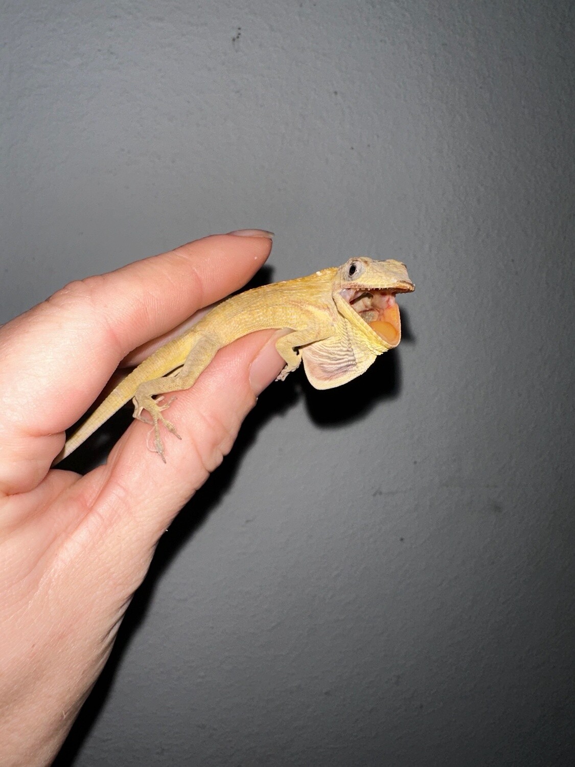 Knight Anole