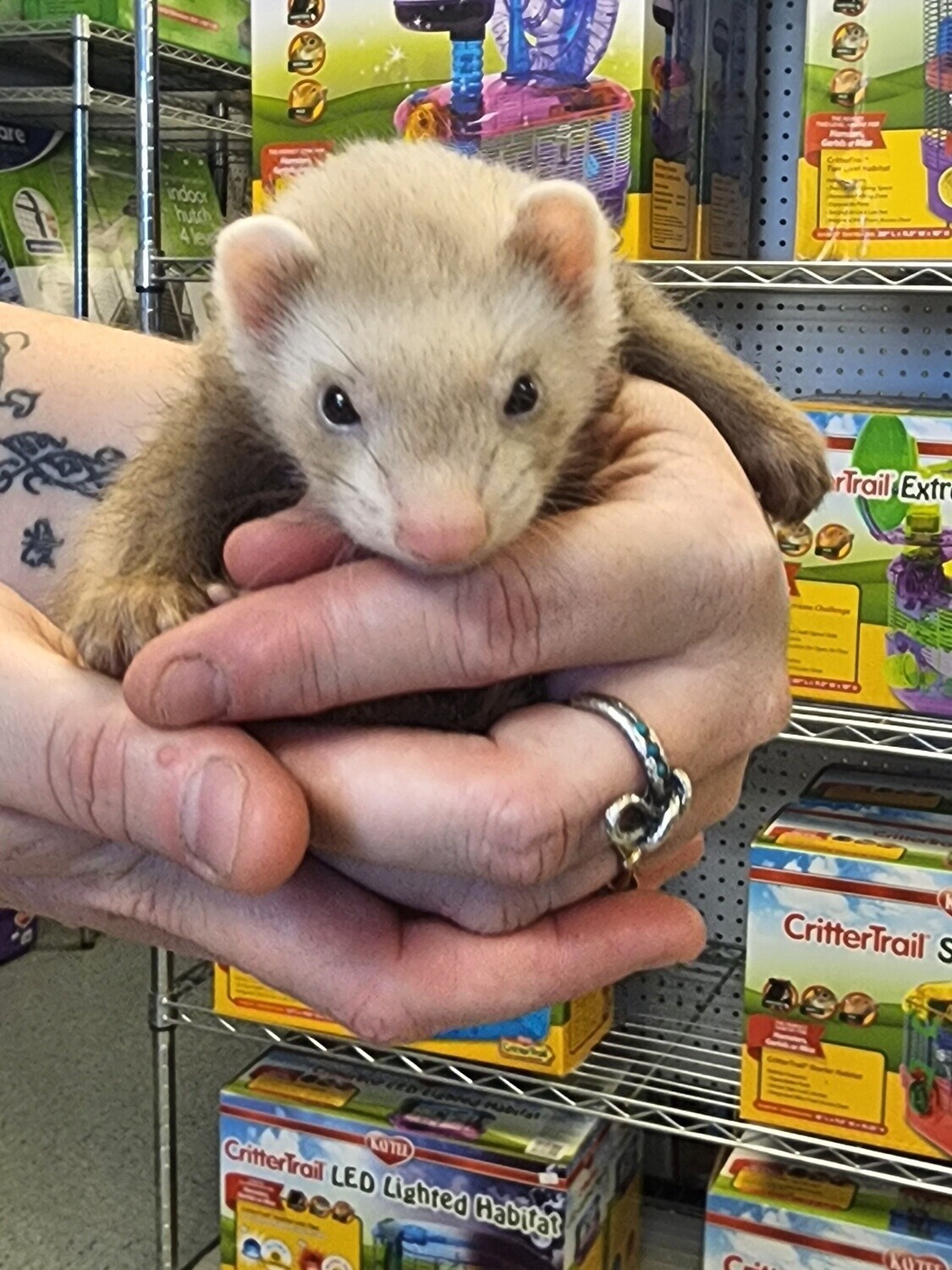 Ferrets, Marshalls
