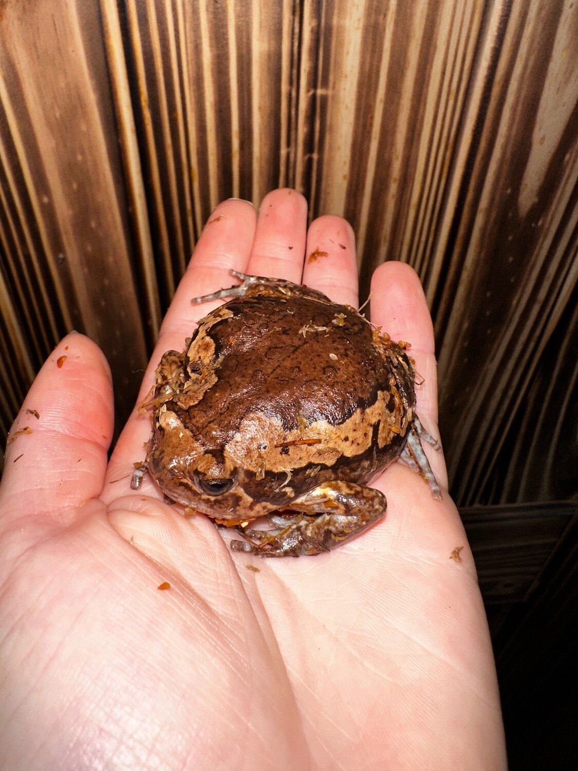 Chubby Frog