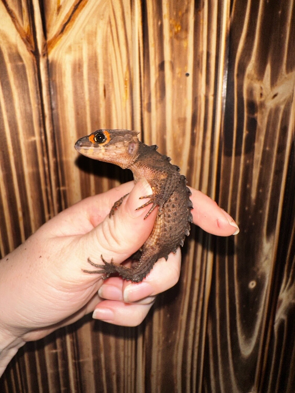 Red Eye Armored Skink