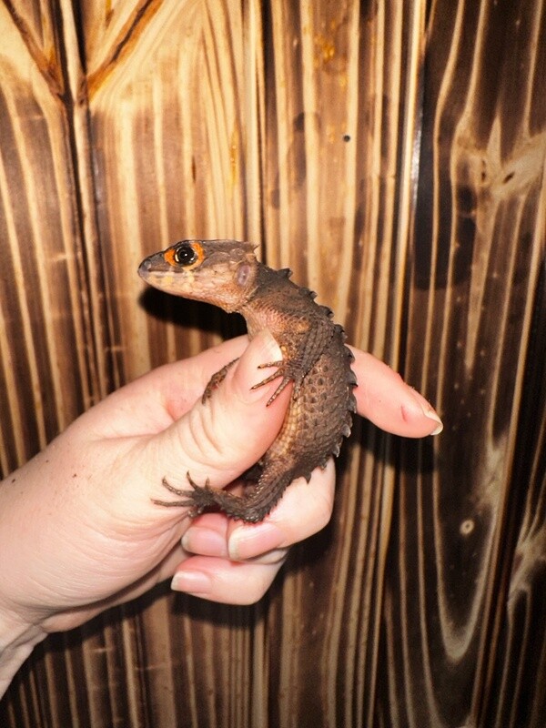 Red Eye Armored Skink