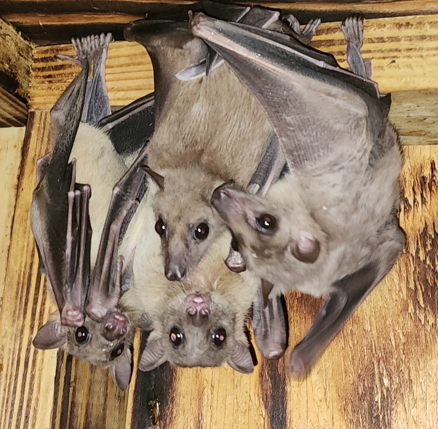 Egyptian Fruit Bat Colony!