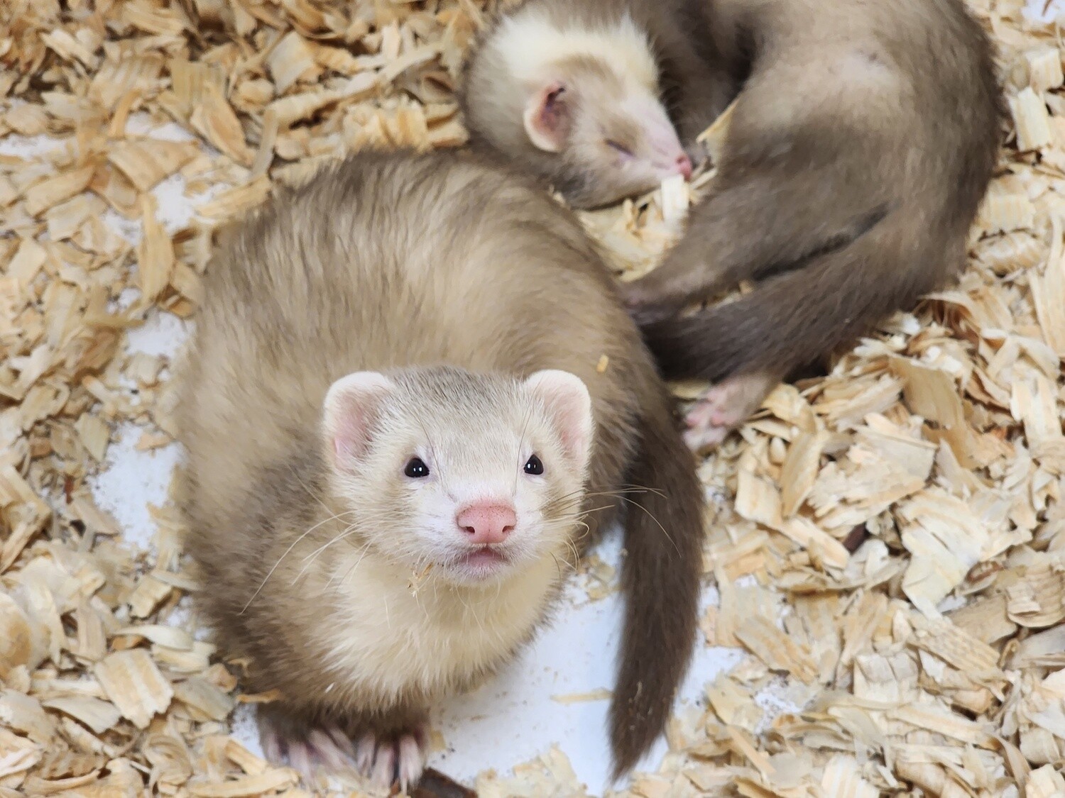 Ferrets for sale discount