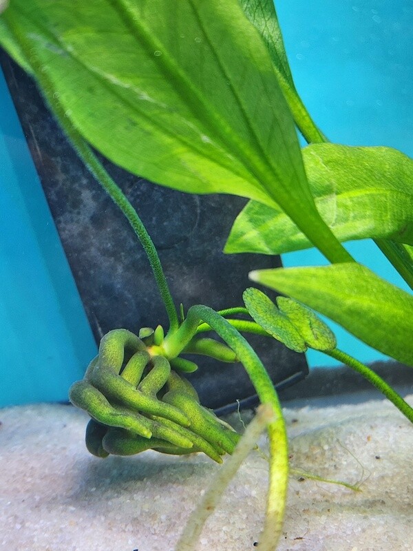 Banana Plant