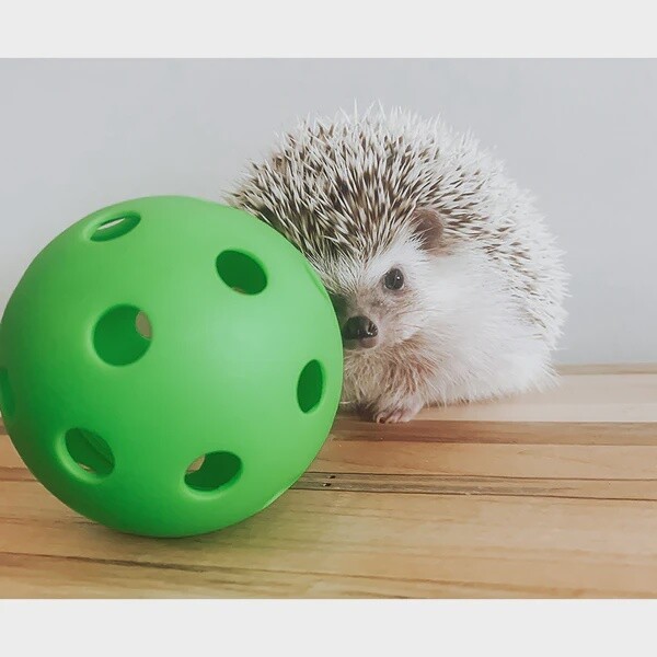 Hedgehog Ball