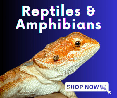 Reptiles