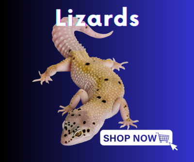 Lizards