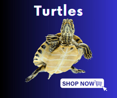 Turtles