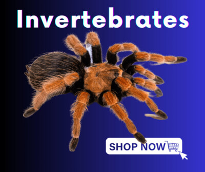 Invertebrates