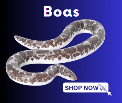 Boas
