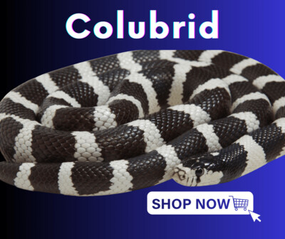 Colubrids