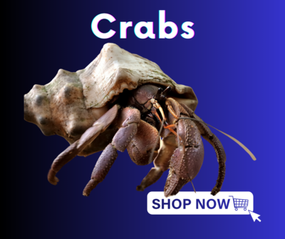 Crabs